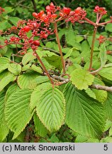 Viburnum sieboldii (kalina Siebolda)