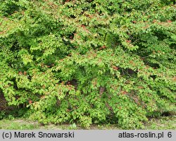 Viburnum sieboldii (kalina Siebolda)