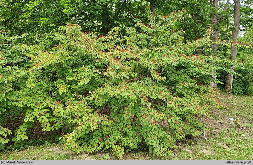 Viburnum sieboldii (kalina Siebolda)