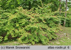 Viburnum sieboldii (kalina Siebolda)