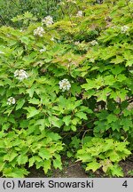 Hydrangea quercifolia (hortensja dębolistna)