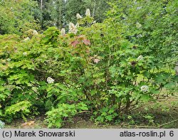 Hydrangea quercifolia (hortensja dębolistna)