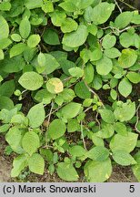 Viburnum lantana Variegatum