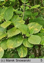 Viburnum lantana Variegatum