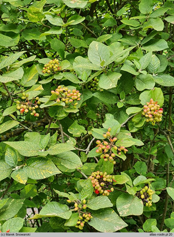 Viburnum lantana Variegatum