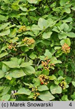 Viburnum lantana Variegatum