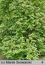 Viburnum lantana Variegatum