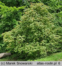 Viburnum lantana Variegatum