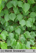 Viburnum wrightii (kalina Wrighta)