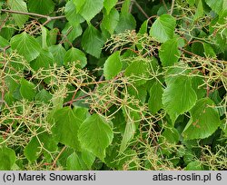 Viburnum wrightii (kalina Wrighta)