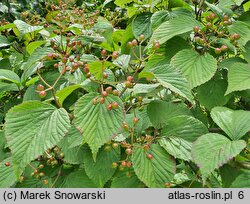 Viburnum wrightii (kalina Wrighta)