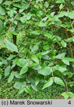 Viburnum ×burkwoodii (kalina Burkwooda)