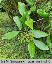 Viburnum ×burkwoodii (kalina Burkwooda)