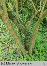 Viburnum ×burkwoodii (kalina Burkwooda)