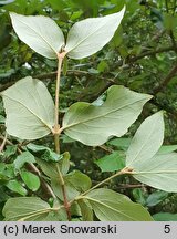 Viburnum ×burkwoodii (kalina Burkwooda)