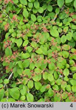 Viburnum ×burkwoodii (kalina Burkwooda)