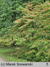 Viburnum ×burkwoodii (kalina Burkwooda)