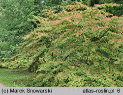 Viburnum ×burkwoodii (kalina Burkwooda)