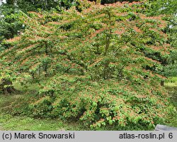 Viburnum ×burkwoodii (kalina Burkwooda)