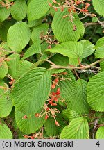 Viburnum ×burkwoodii (kalina Burkwooda)