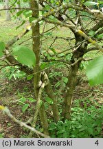 Viburnum ×burkwoodii (kalina Burkwooda)