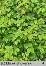 Viburnum dentatum (kalina zębata)