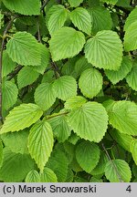 Viburnum dentatum (kalina zębata)