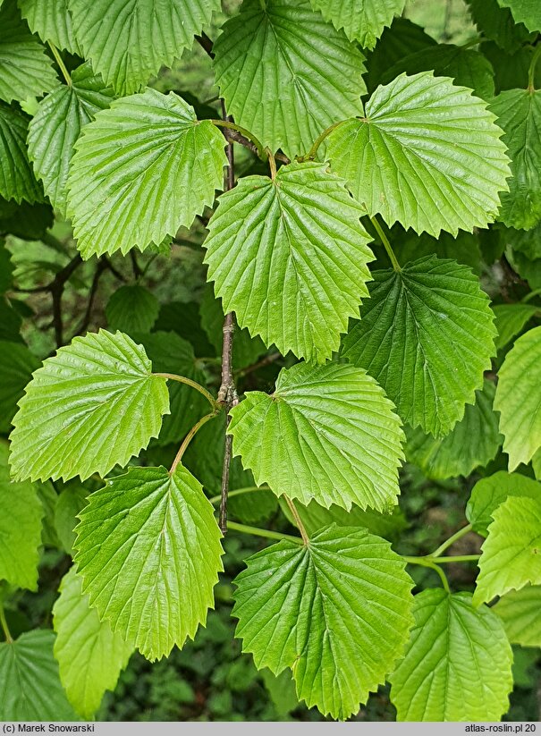 Viburnum dentatum (kalina zębata)