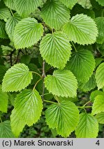 Viburnum dentatum (kalina zębata)