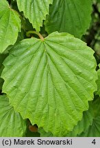 Viburnum dentatum (kalina zębata)