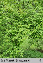 Viburnum dentatum (kalina zębata)