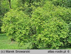 Viburnum dentatum (kalina zębata)