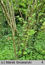 Viburnum dentatum (kalina zębata)