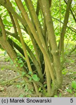 Viburnum ×rhytidophylloides