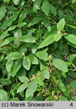 Viburnum ×rhytidophylloides