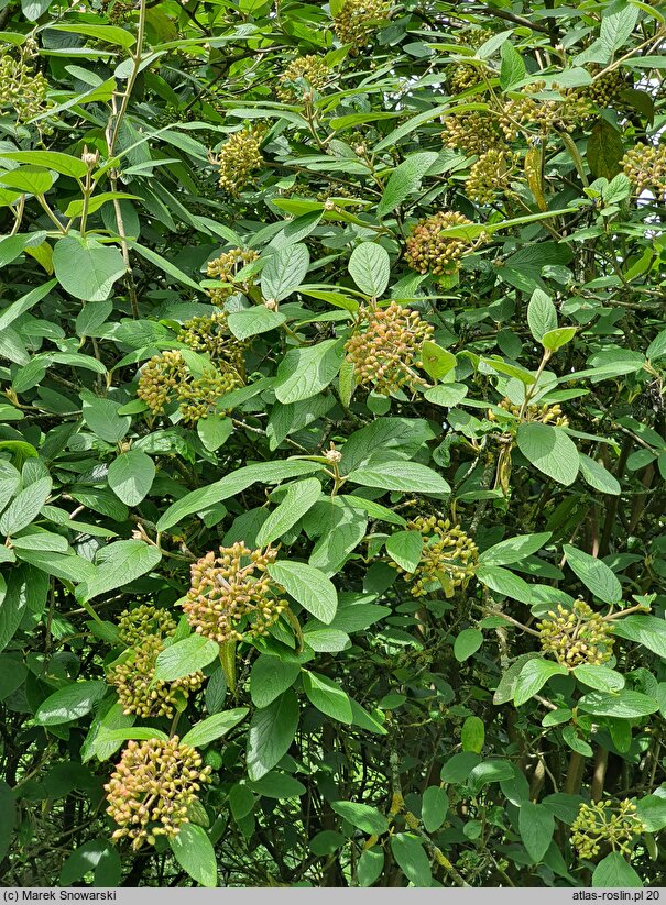 Viburnum ×rhytidophylloides