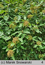 Viburnum ×rhytidophylloides