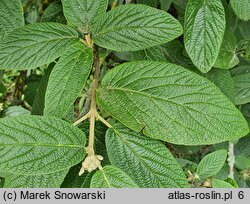 Viburnum ×rhytidophylloides