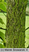 Betula insignis (brzoza południowochińska)