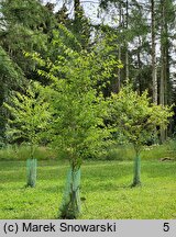 Betula insignis (brzoza południowochińska)