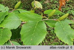 Betula dahurica (brzoza dahurska)