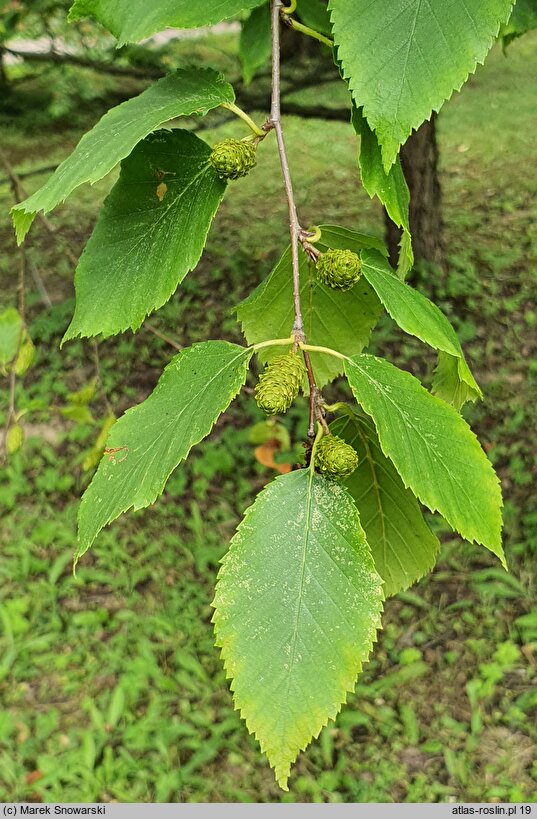 Betula dahurica (brzoza dahurska)