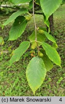 Betula dahurica (brzoza dahurska)