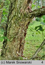 Betula dahurica (brzoza dahurska)