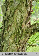 Betula dahurica (brzoza dahurska)