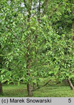 Betula dahurica (brzoza dahurska)