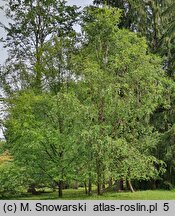 Betula dahurica (brzoza dahurska)