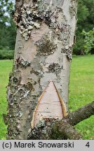 Betula tianschanica (brzoza tianszańska)