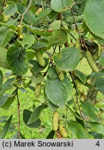 Betula tianschanica (brzoza tianszańska)