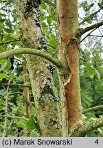 Betula tianschanica (brzoza tianszańska)